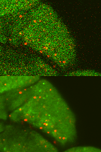 Fluorescence denoising example